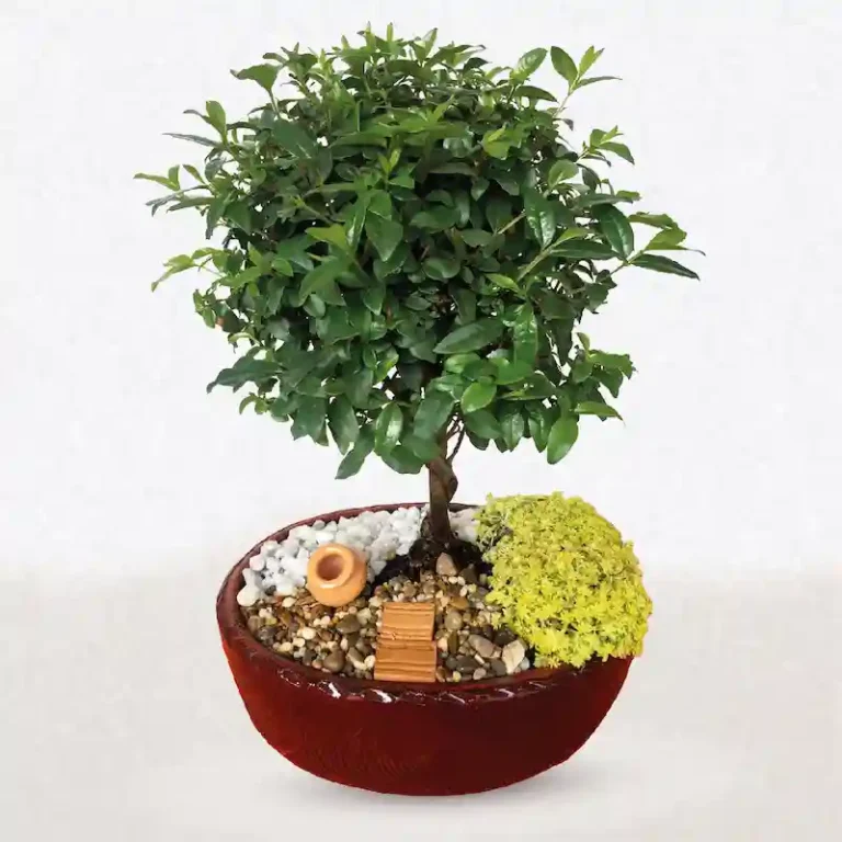 Urna Bonsai Crematorio de Mascotas Quito Cenizas